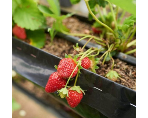 Лента эмиттерная для капельного полива Kemal Garden Drip 20 (500м) 9 mil (0,23мм), Турция