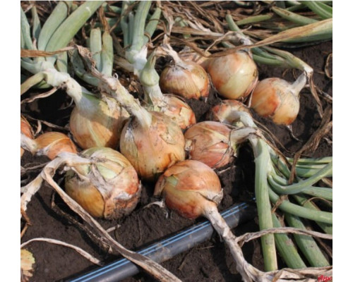 Лента эмиттерная для капельного полива Kemal Garden Drip 10 (300м) 9 mil, Турция