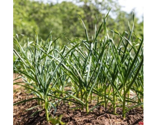 Стрічка емітерна для краплинного поливу Kemal Garden Drip 30 (500м) 9 mil, Туреччина