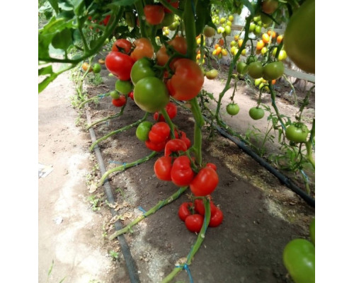 Лента эмиттерная для капельного полива Kemal Garden Drip 20 (500м) 9 mil (0,23мм), Турция