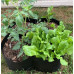 Клумба квадратная 60*60*30см Happy Garden 4 в 1